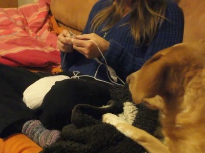 Cat tries to knit - Katze strickt mit