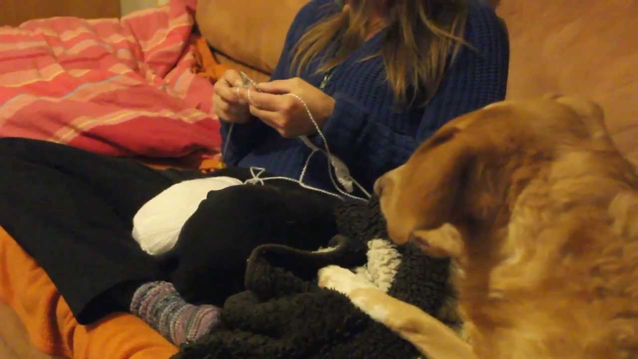 Cat tries to knit - Katze strickt mit