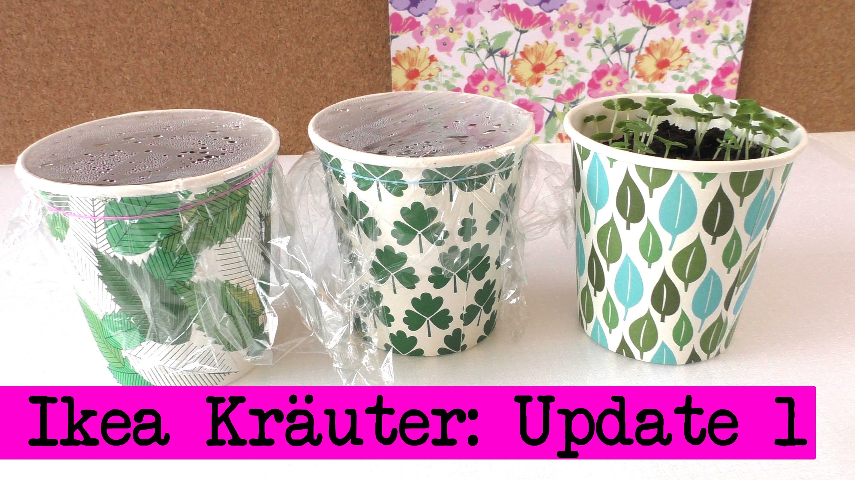 Ikea Kräuter Update: 1. Woche - eigene Kräuter züchten - Petersilie, Basilikum, Minze - DIY