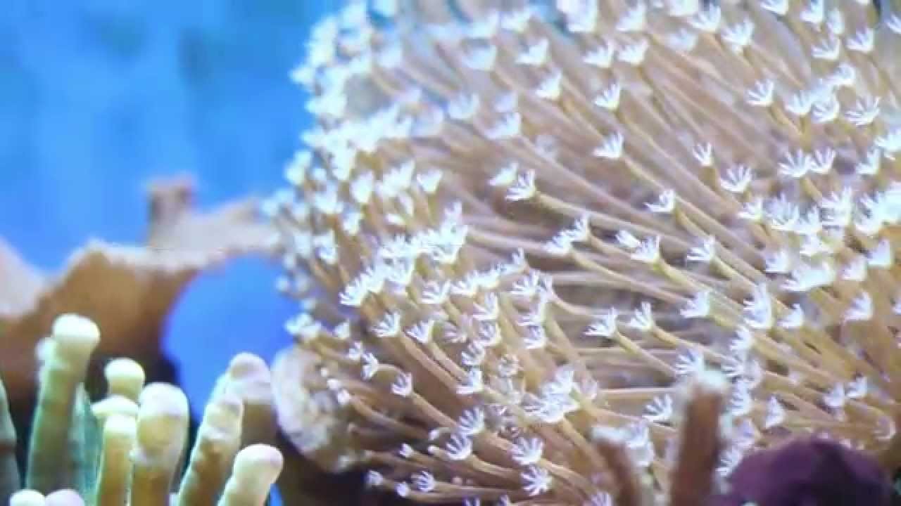 [Tutorial] Weichkorallen richtig fragmentieren