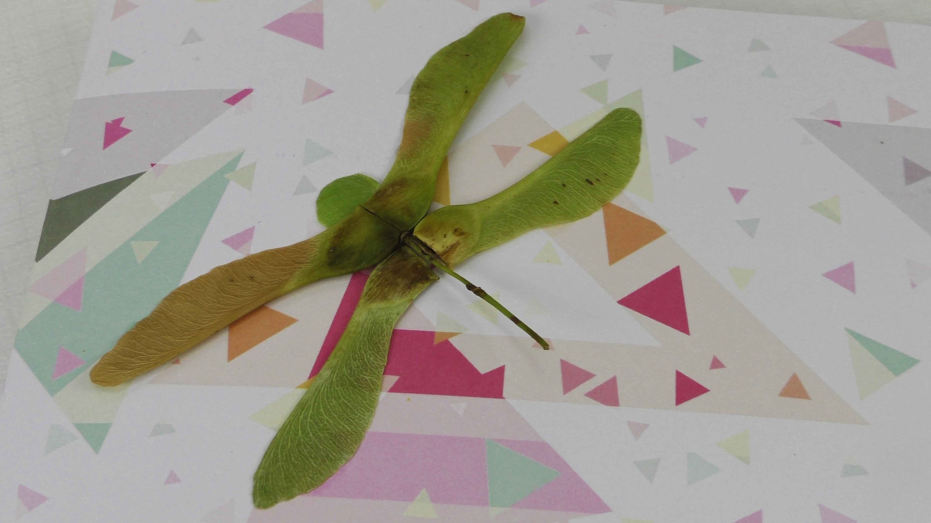 Schöne Karte selber machen |  mit Libelle aus Ahorn | Geburtstagskarte & Dankeskarte | Herbst