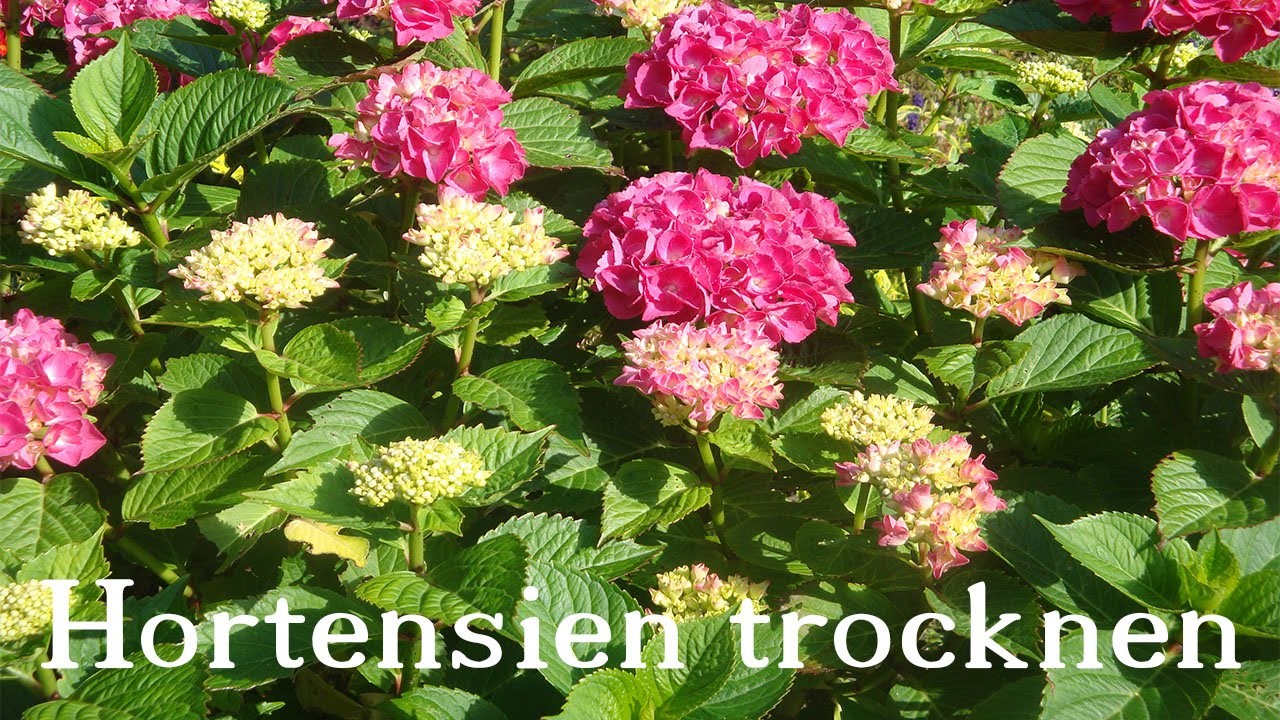 Hortensien trocknen  ❁ Deko Ideen mit Flora-Shop