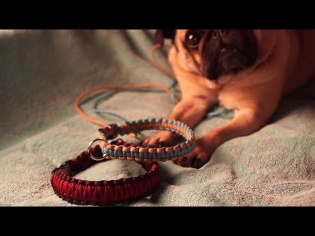 DIY Paracord Hundehalsband