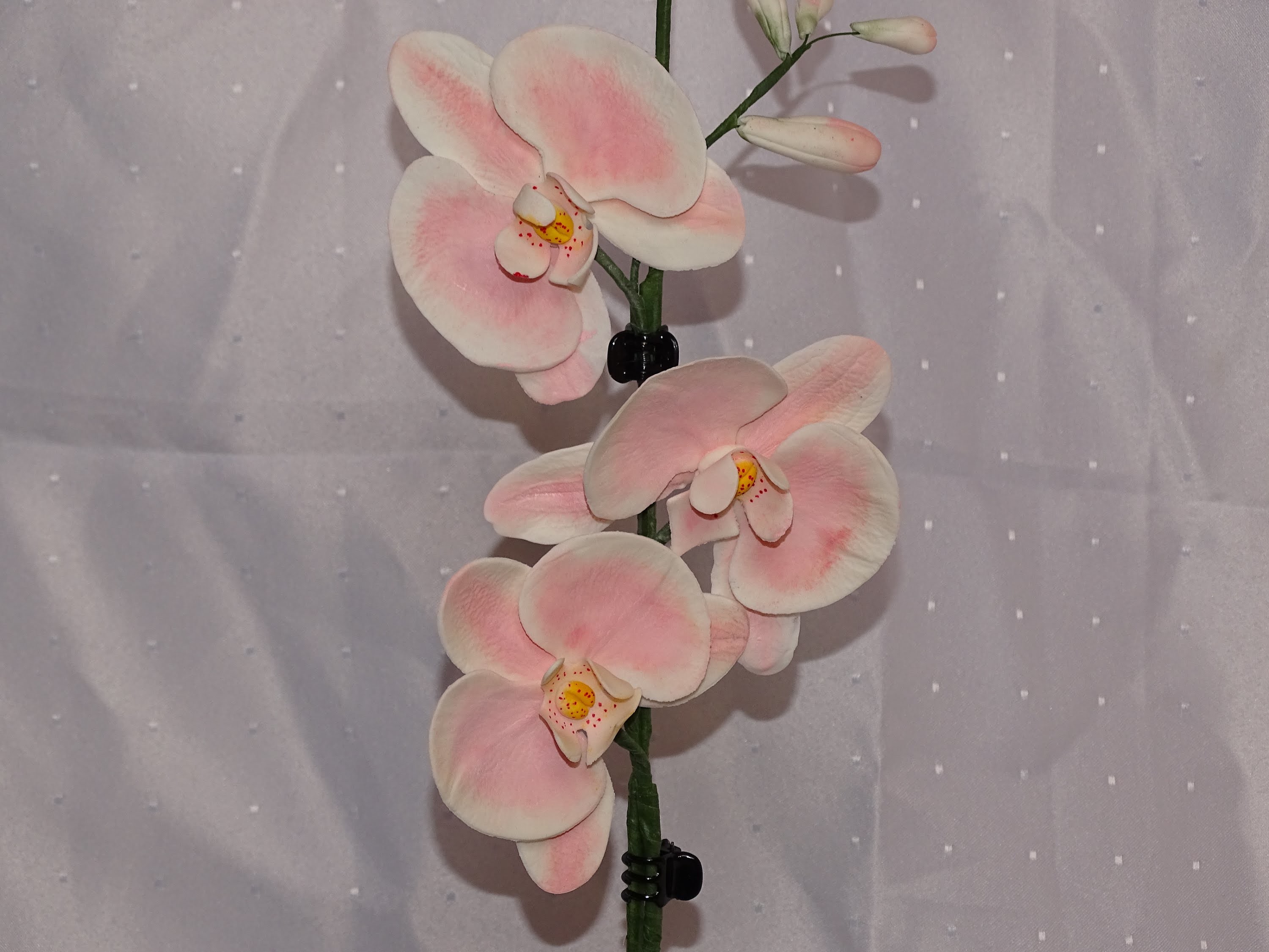 Orchidee (2.2)