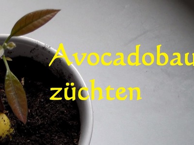 Avocadobaum selber ziehen Avocado züchten Avocado einpflanzen  - HOW TO GROW AVOCADO TREE