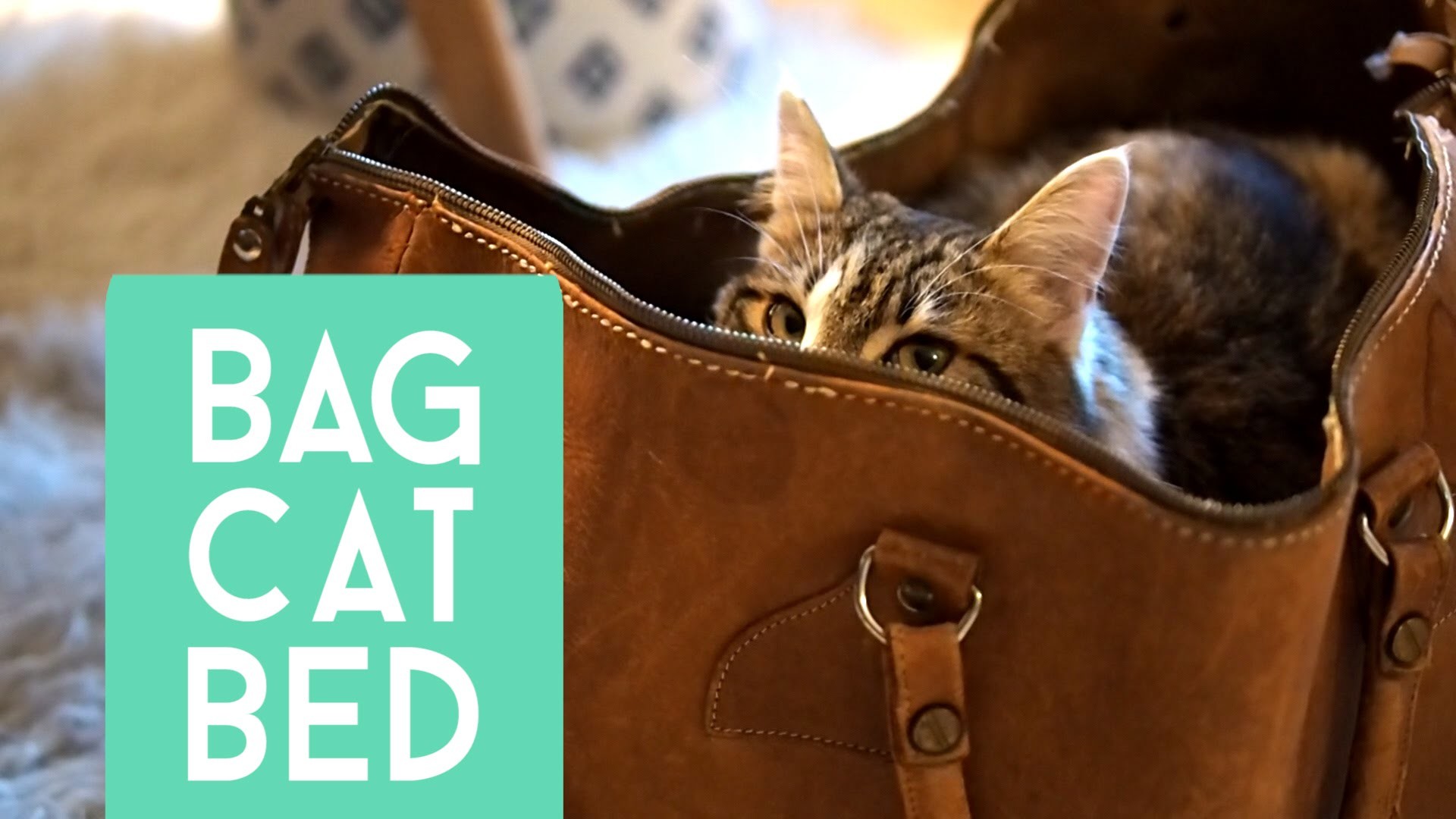 DIY Cat Bed aus einer Tasche | #Upcycling Katzenbett