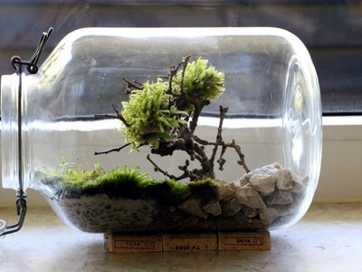 Bonsai Moosbaum Terrarium selber machen