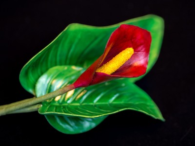 Calla Tutorial. Calla aus Blütenpaste in 7 Farbvarianten