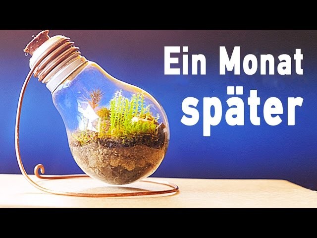 Ewiges Terrarium ein Monat später