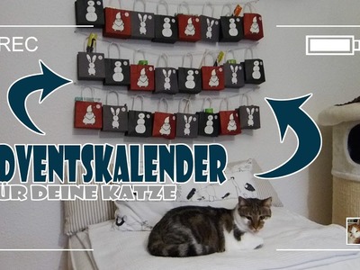 DIY: Adventskalender für deine Katze(n)
