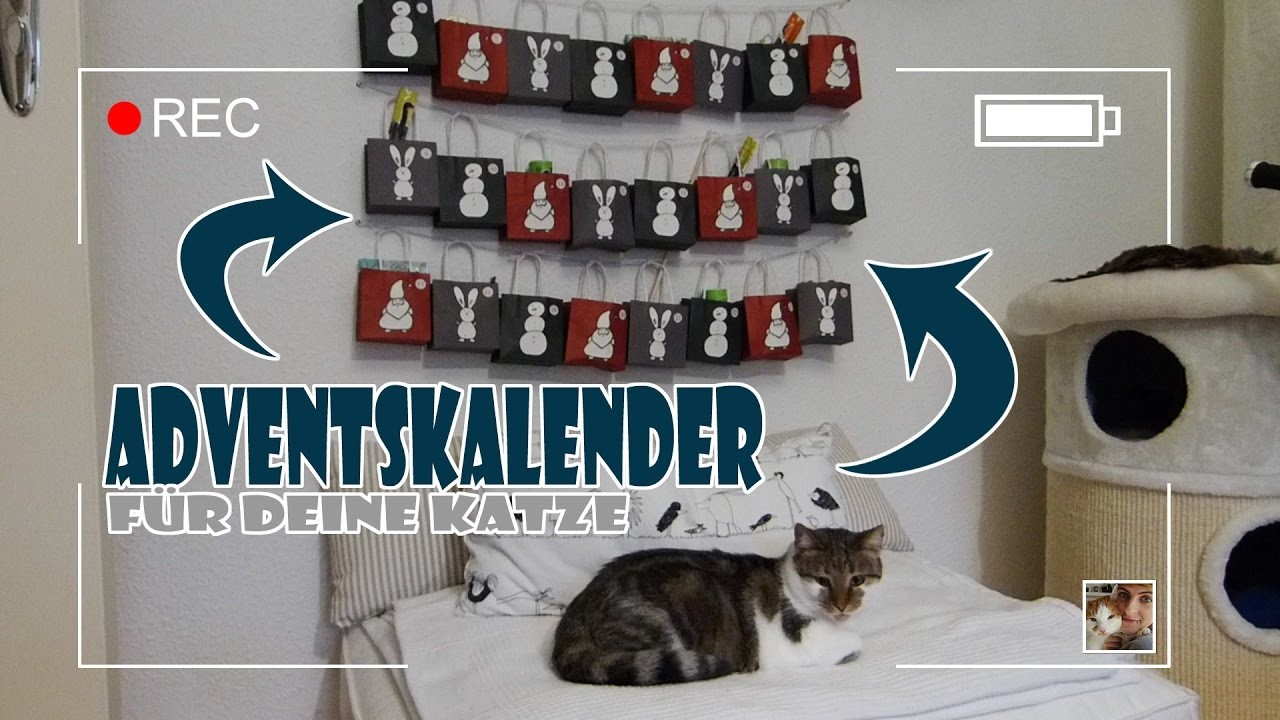 DIY: Adventskalender für deine Katze(n)
