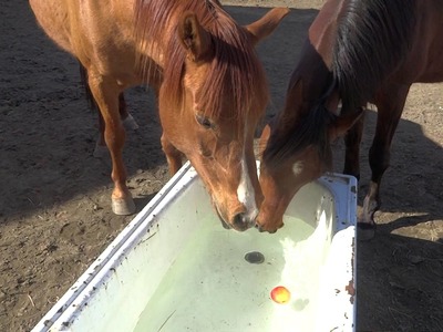 So beschaeftigt man Pferde