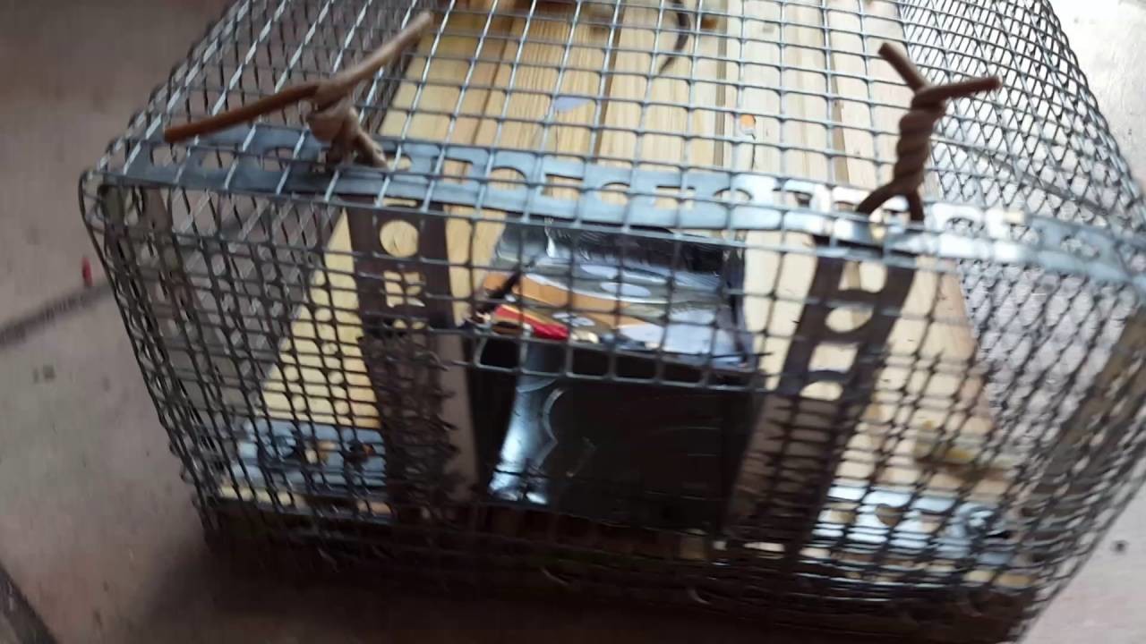 Mausefalle mit 3 Mäusen DIY - One way Door