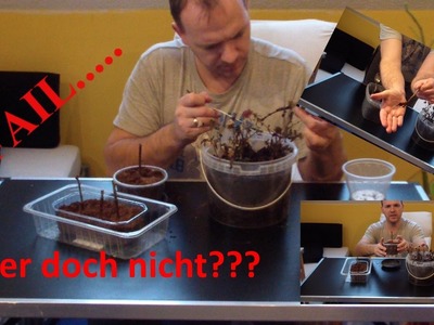 Update Johannisbeere Stecklinge. . FAIL. . .  DiY