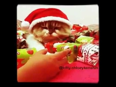 Katze beschützt ihre Geschenke