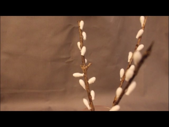 DIY: Weidekätzchen aus Wattestäbchen basteln. Frühling Ostern Deko