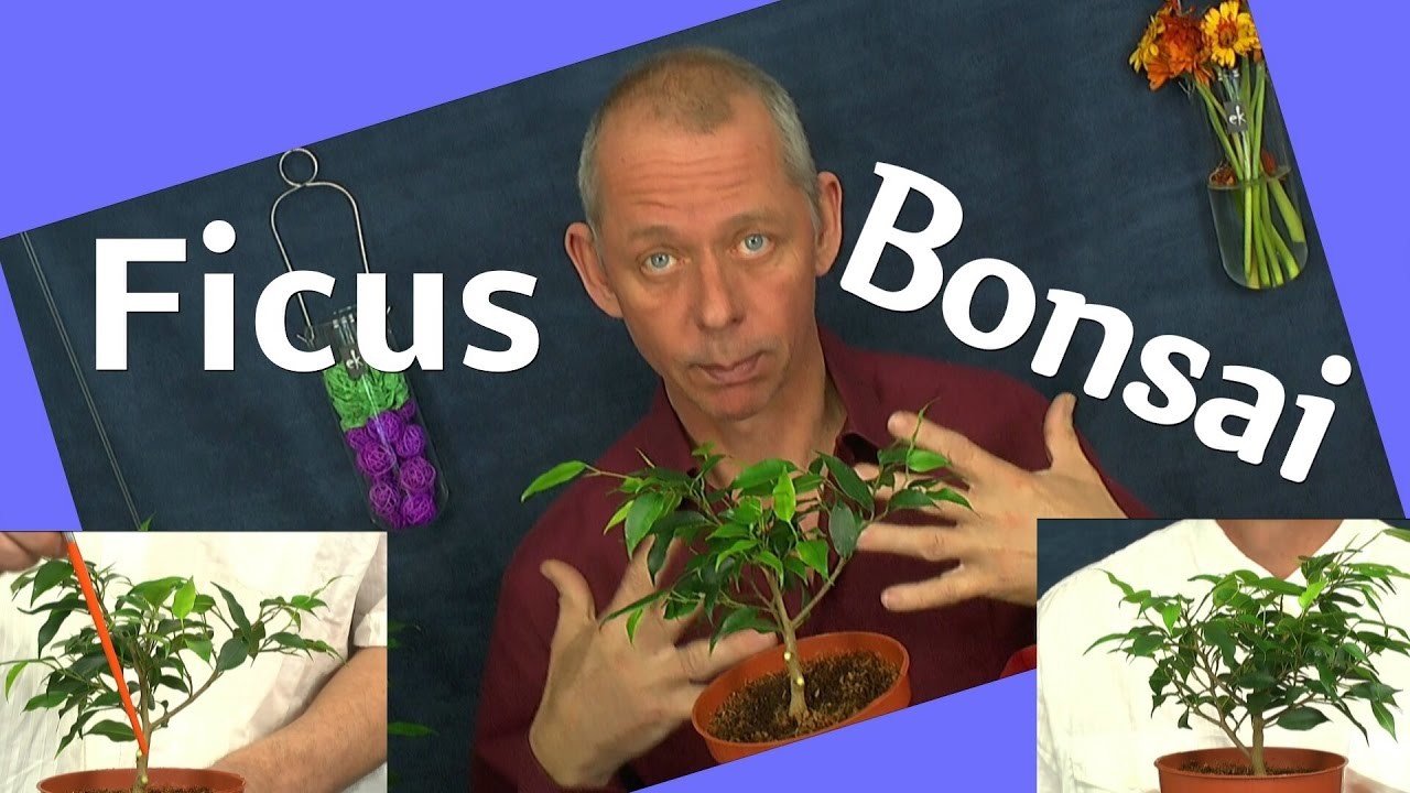 DIY Bonsai Ficus benjamini vom Steckling zum Bonsai