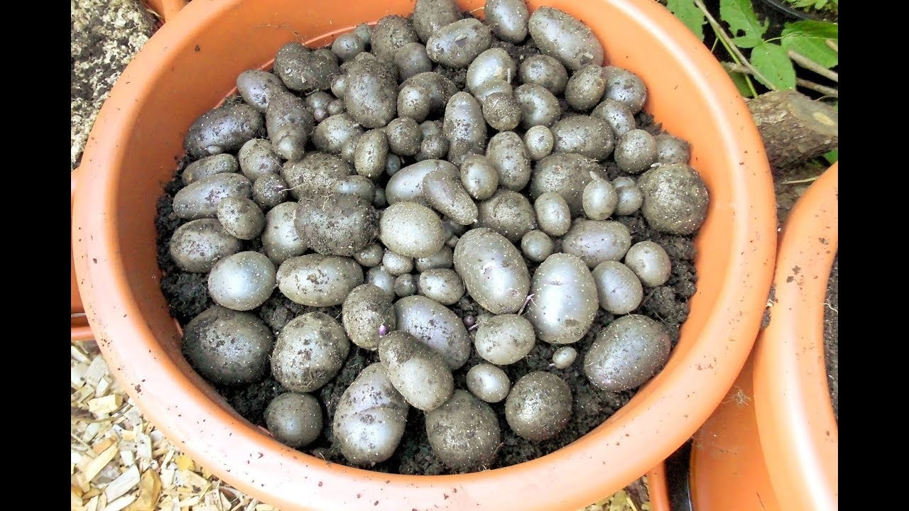 Kartoffeln im Kübel und Sack: Wieviel Platz brauchen die wirklich?