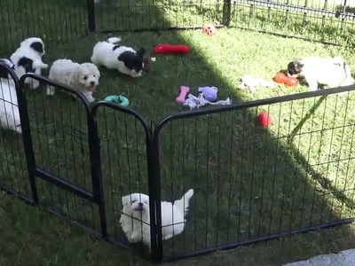 Maltipoo und Malteser Welpen WERBUNG www.welpenvermittlung-hunde.at