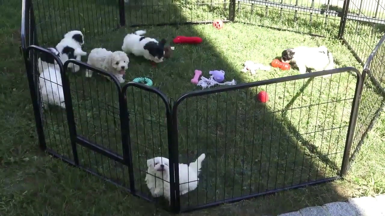 Maltipoo und Malteser Welpen WERBUNG www.welpenvermittlung-hunde.at