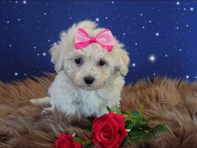 Maltipoo Welpen mit 7 Wochen WERBUNG www.welpenvermittlung-hunde.at