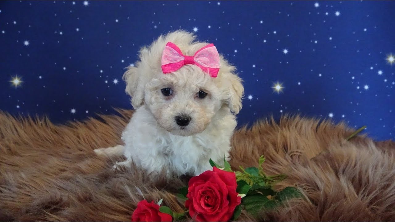Maltipoo Welpen mit 7 Wochen WERBUNG www.welpenvermittlung-hunde.at