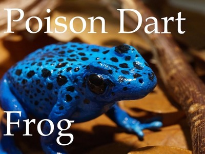 Pfeilgiftfrosch - Poison Dart Frog | Polymer Clay