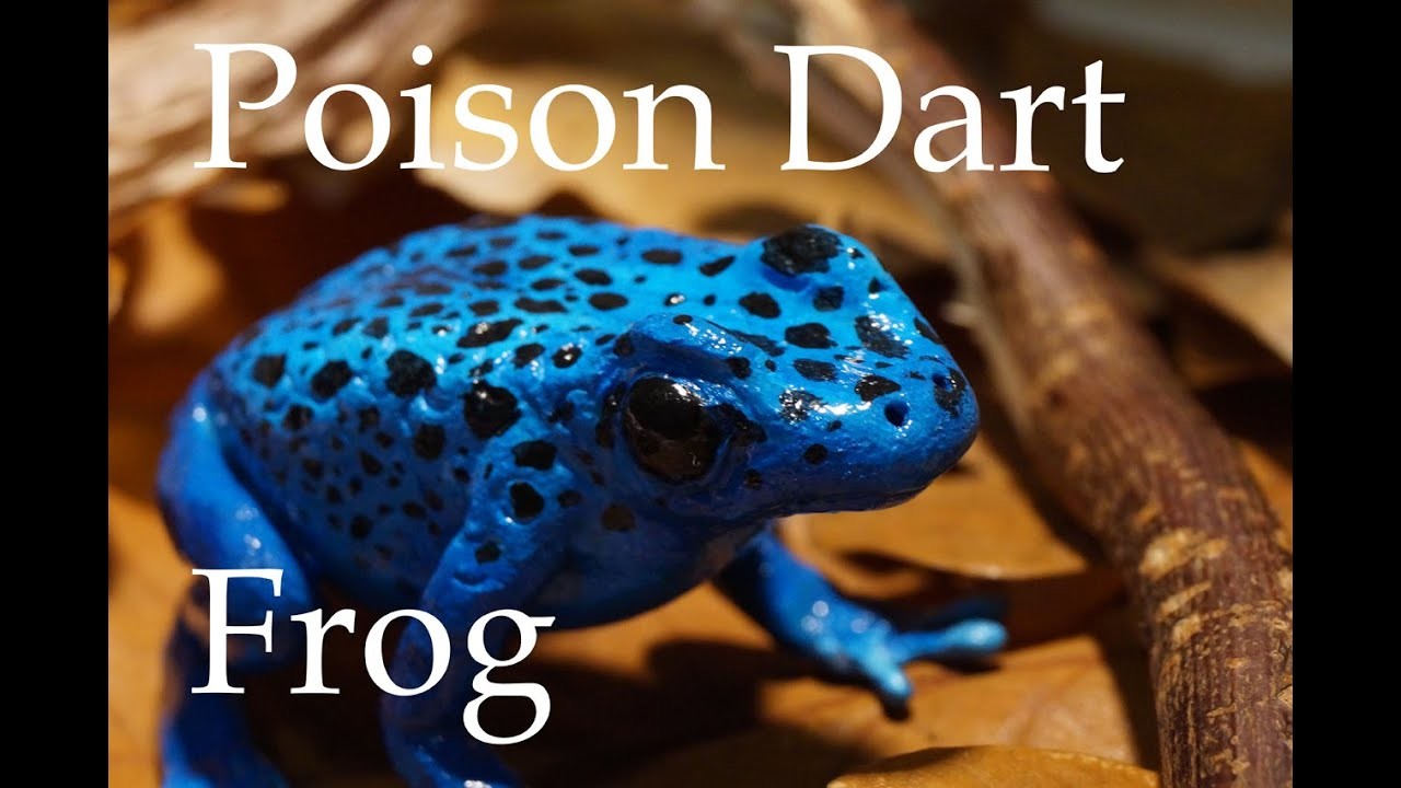 Pfeilgiftfrosch - Poison Dart Frog | Polymer Clay