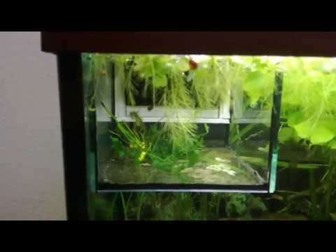 DiY Baby Fish Tank, Jungfischbecken selbstbau, Aquarium basteln, Gerdkasten