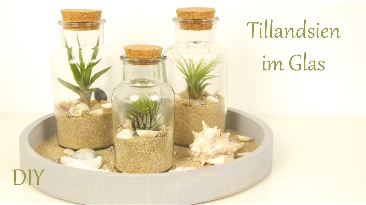 DIY | Tillandsien im Glas | sommerliche Tischdeko | Just Deko