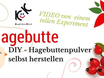 Lady in Red: Hagebutte - Von meinem Experiment Hagebuttenpulver herzustellen