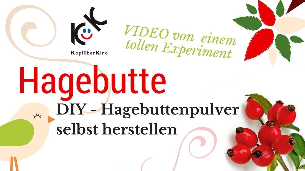 Lady in Red: Hagebutte - Von meinem Experiment Hagebuttenpulver herzustellen