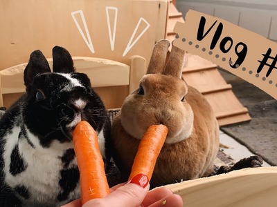 Kaninchen sind unrein, Frühlingsgefühle und Uni-Update. Vlog#29