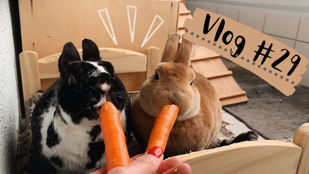 Kaninchen sind unrein, Frühlingsgefühle und Uni-Update. Vlog#29