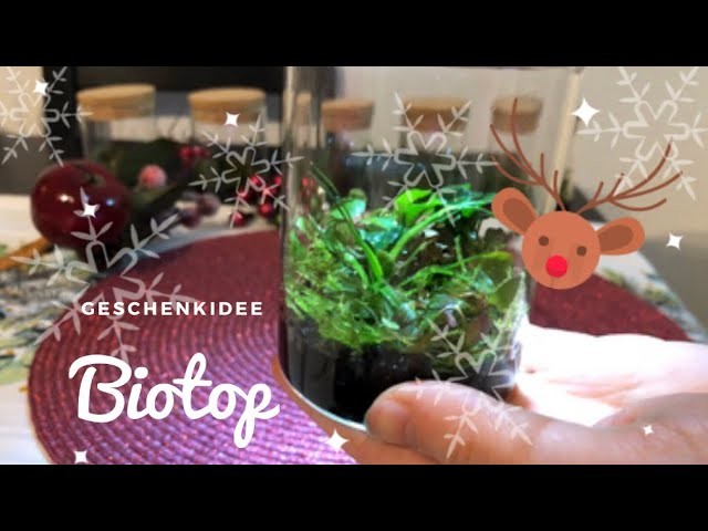 Biotop selbst gemacht | DIY | Geschenkidee