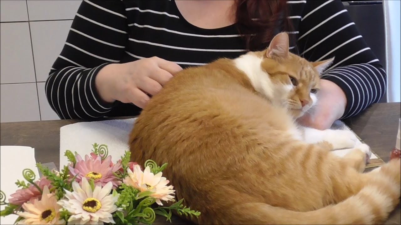 KATER SAMMY und BASTELN: Margeriten selbst machen +  Hintergründe mit Spray-Farbe. Craft Buddy