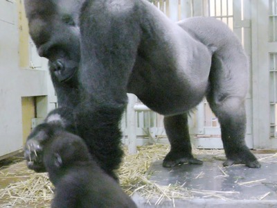 ゴリラ、不慣れなモモタロウパパ????[Kyoto City Zoo] Gorilla, unbekannter Momotaro dad