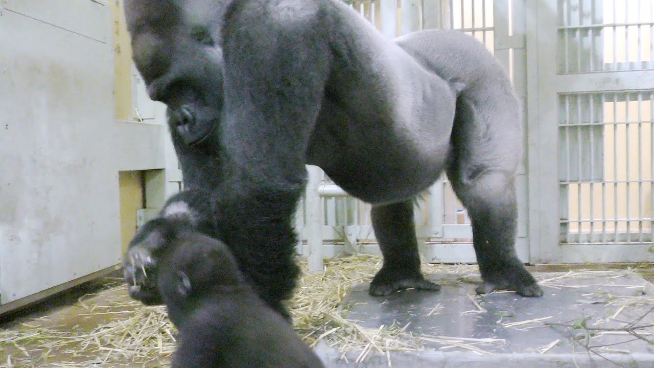 ゴリラ、不慣れなモモタロウパパ????[Kyoto City Zoo] Gorilla, unbekannter Momotaro dad