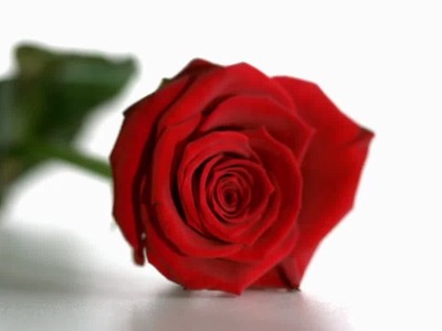 Liebes Set Ewige Rose  Geschenke 24
