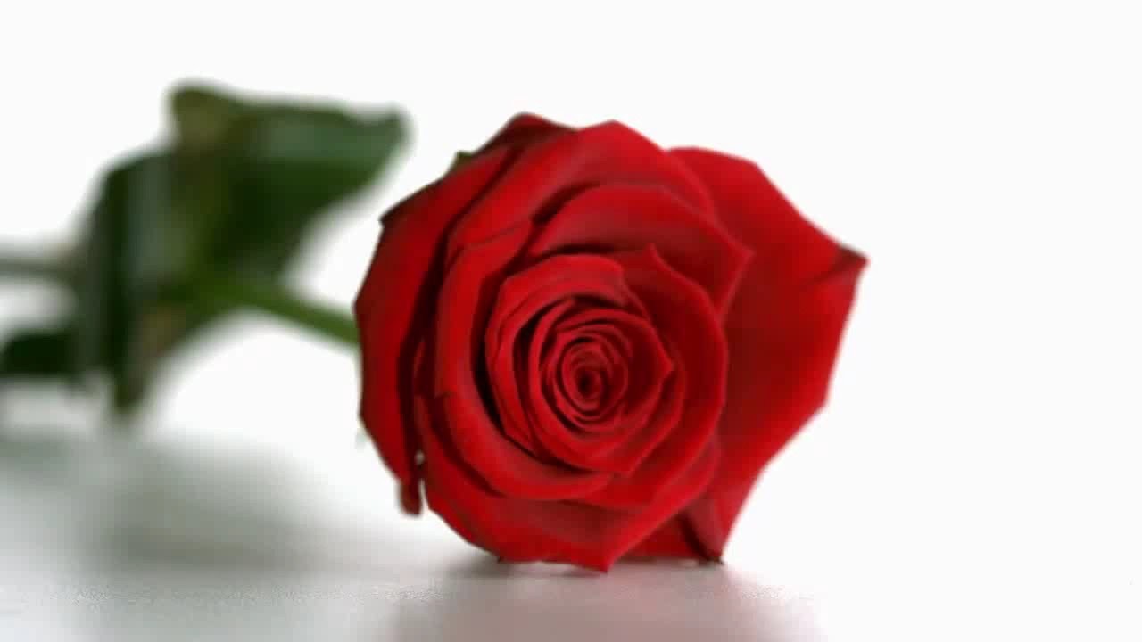 Liebes Set Ewige Rose  Geschenke 24