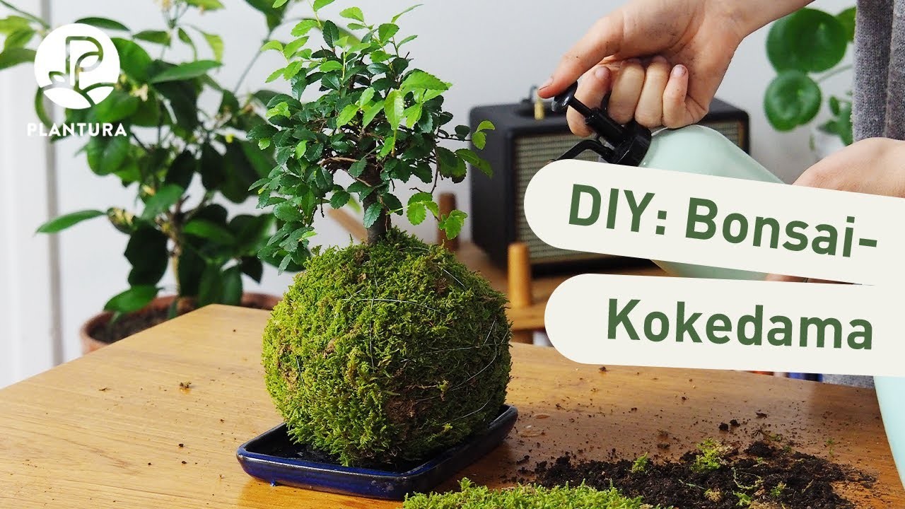 Bonsai-Kokedama selber machen (DIY)
