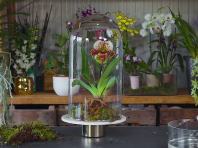 DIY: Orchidee unter Glocke