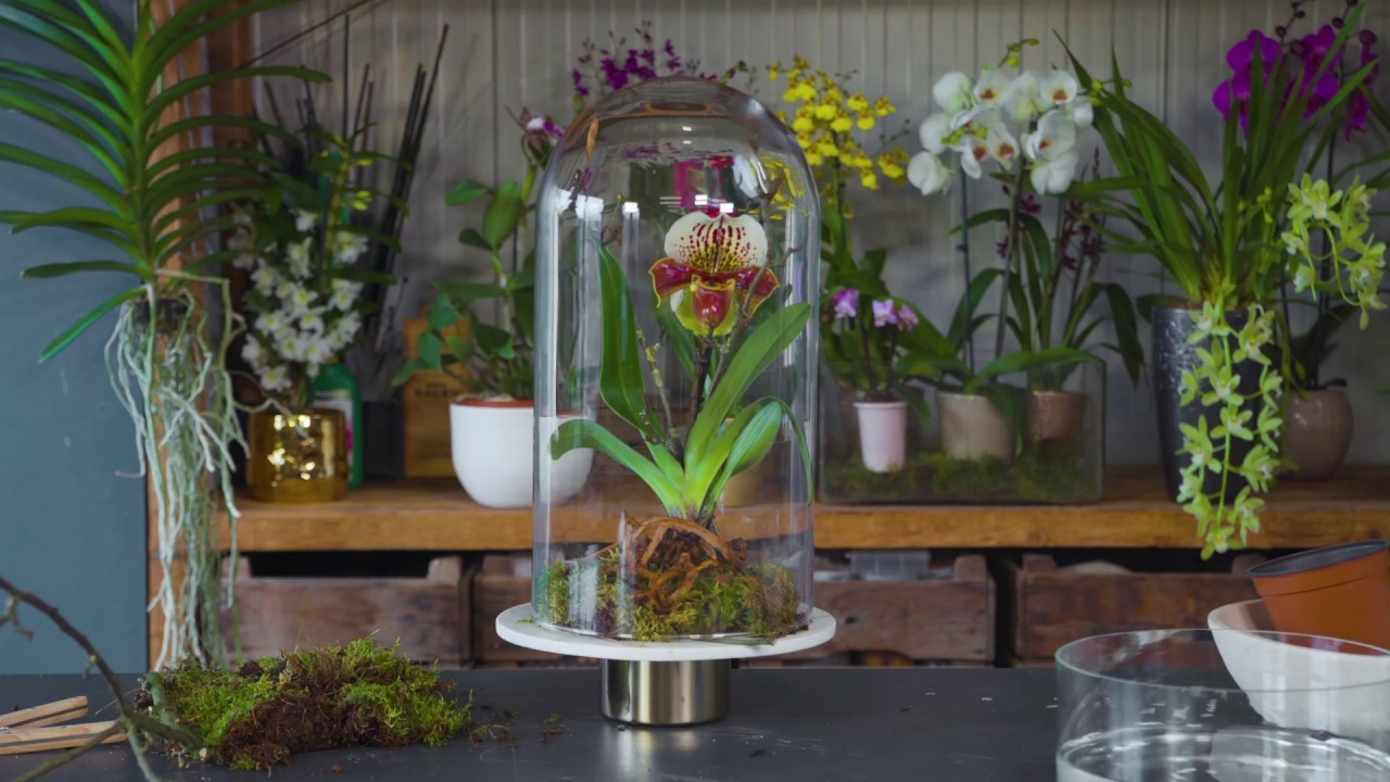 DIY: Orchidee unter Glocke