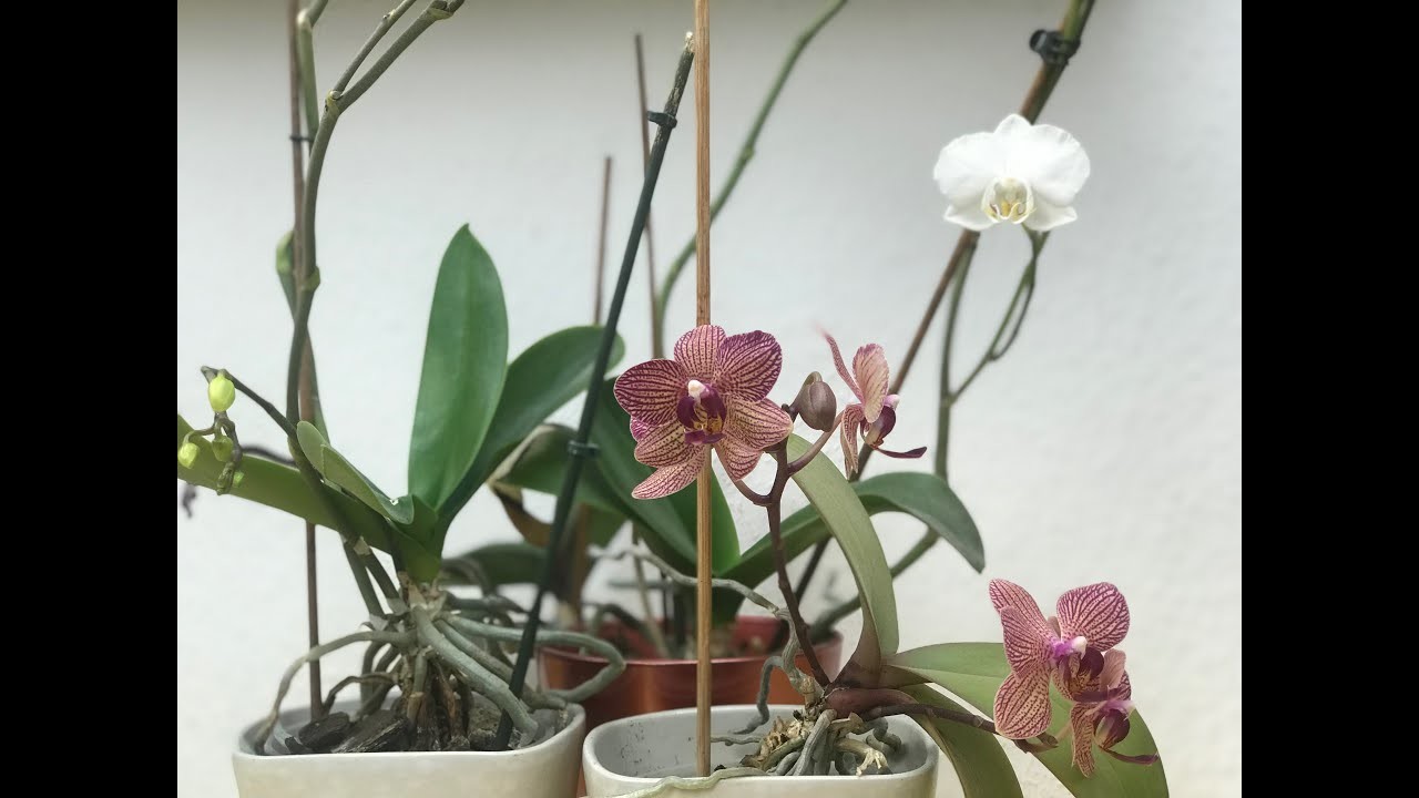 Brutal aber effektiv, Orchideen Wurzeln richtig kürzen (retten) und umtopfen, 2 Beispiele