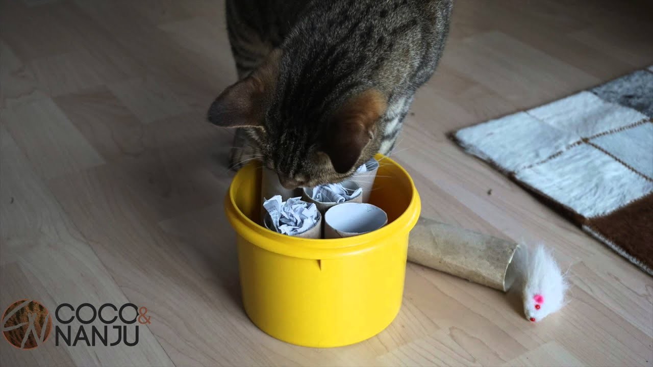 Fummelbrett für Katzen aus Tupperdose und Klorollen | Katzenspielzeug selber machen
