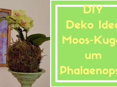 Mooskugel um Orchidee - DIY - Deko Idee zum selber machen