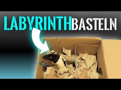 Ratten Beschäftigung: Labyrinth basteln
