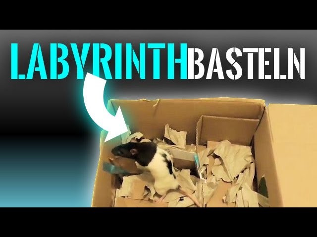 Ratten Beschäftigung: Labyrinth basteln