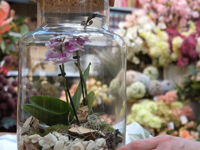 DIY - Orchidee im Mini-Gewächshaus