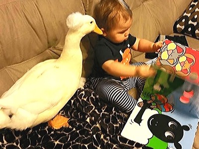 Ente liebt Baby, als wäre es sein eigenes. 